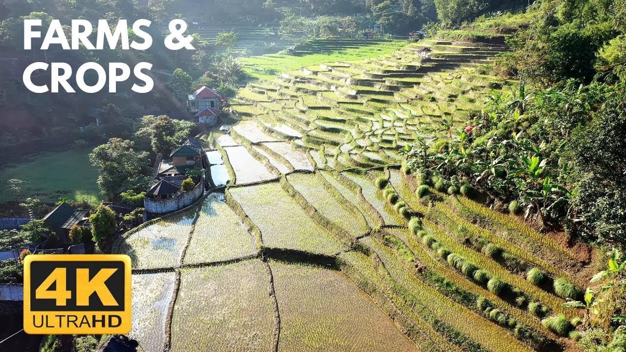 4K HDR Aerial View; Farms; Farmland; Crops; Green Nature; Relaxing Calming Peaceful Piano Music