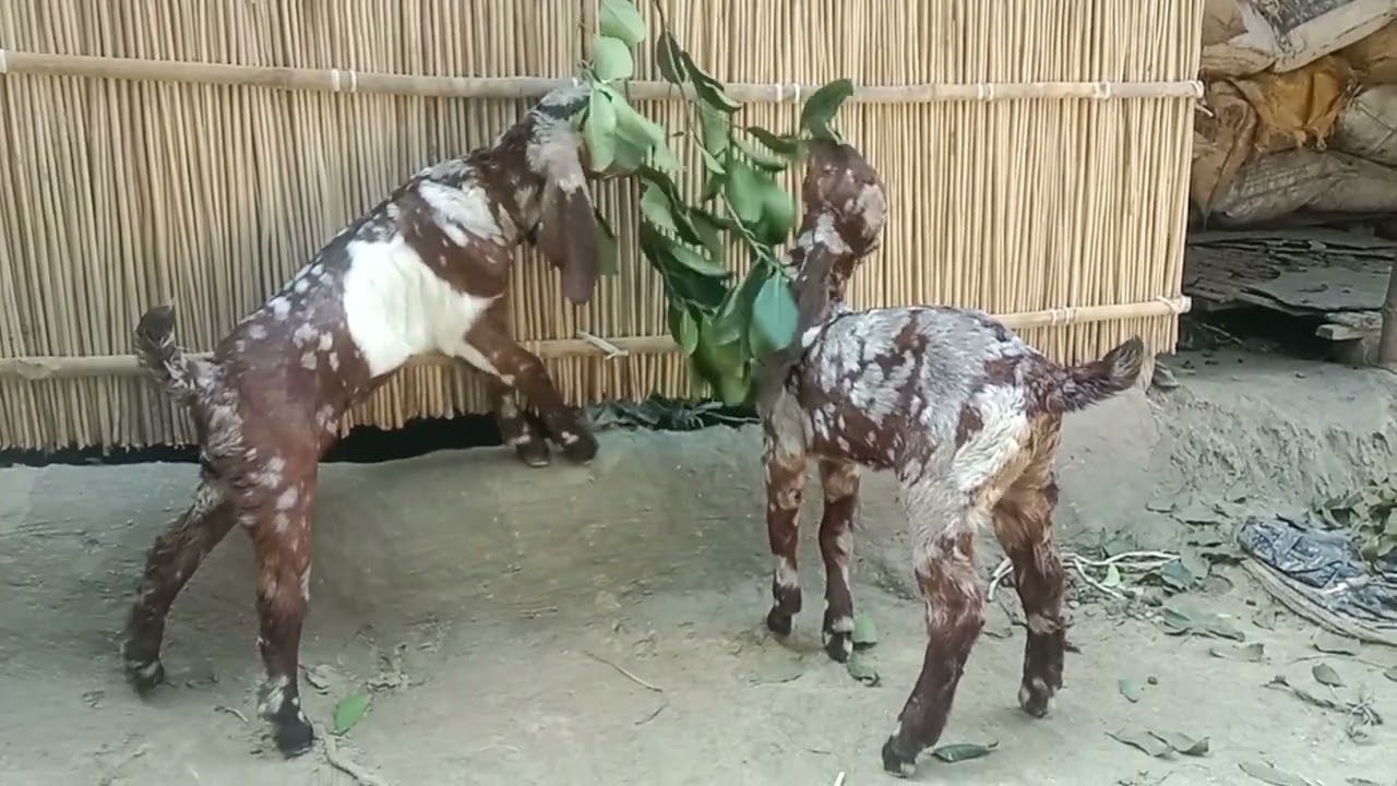 অরজিনাল তোতাপুরি বাচ্চা বয়স মাত্র ২০ দিন এখনো খাওয়া শিখিনি চেষ্টা করছে কমেন্টে জানাবেন কেমন হয়