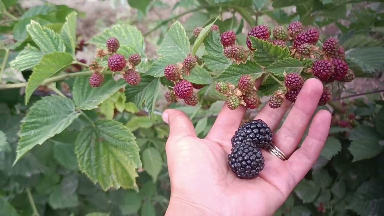 Մորի և ազնվամորի, մշակության մի քանի խորհուրդներ։ Մոշ և մալինա  ։#մորի #ազնվամորի