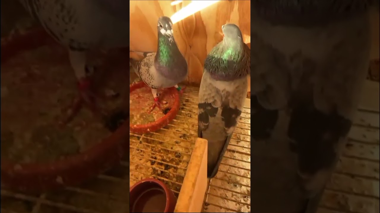 Doblete del Cero Seis de Pachy en España #palomeroscubanos #palomosdetrabajo 