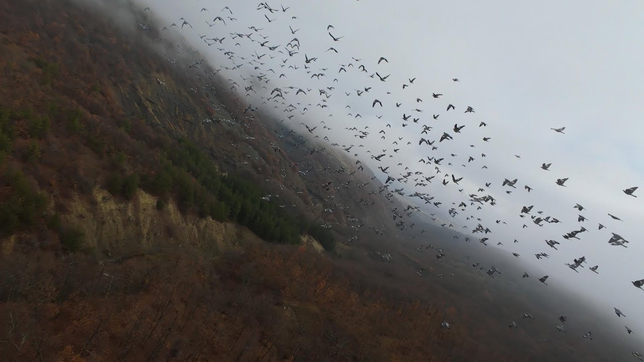 В района на село Звездел  08.12.24 година