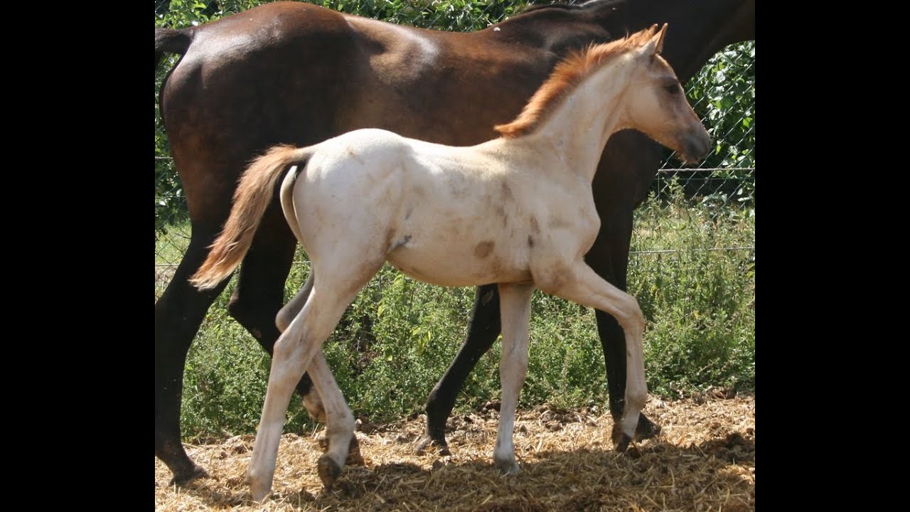 Faxinus von Shamu aus der Fidelia (Trak) von King Arthur (Trak) x Dorpas xx