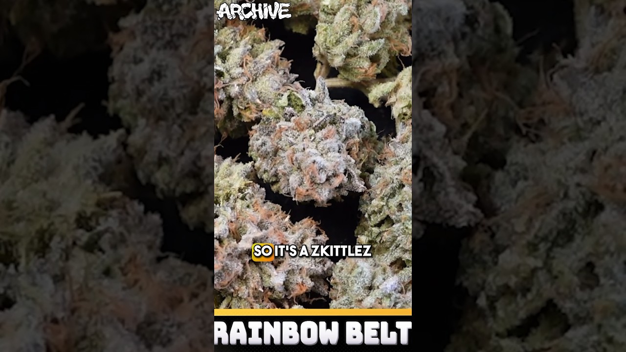 Rainbow Belts #20 🔥🔥 Review drops today @11:30 PST! #ArchiveTV #RainbowBelts #Moonbow75 #Zkittlez