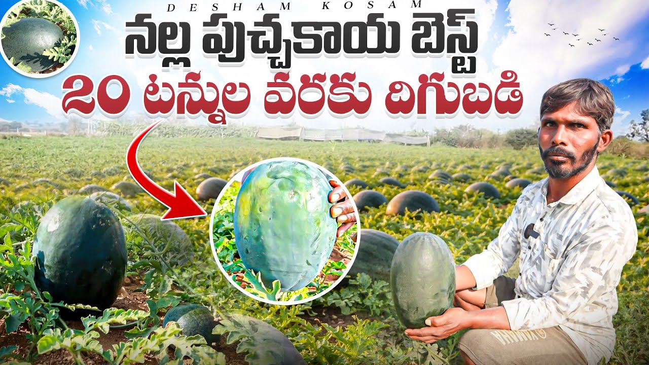 నల్ల పుచ్చకాయ,20 టన్నుల వరకు దిగుబడి/black watermelon farmer in telugu 