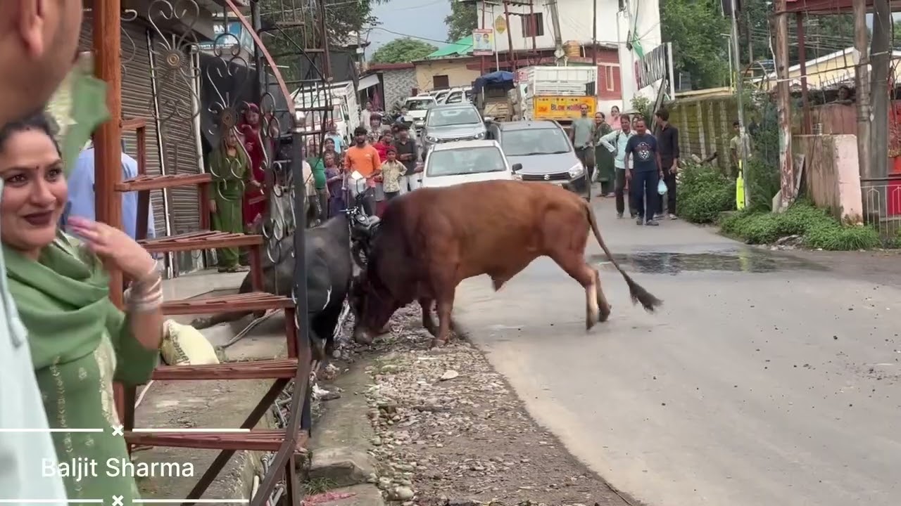 देखिए 2 बैलों की खतरनाक लड़ाई | Village Bulls Fight | Dangerous Animal Fight Video