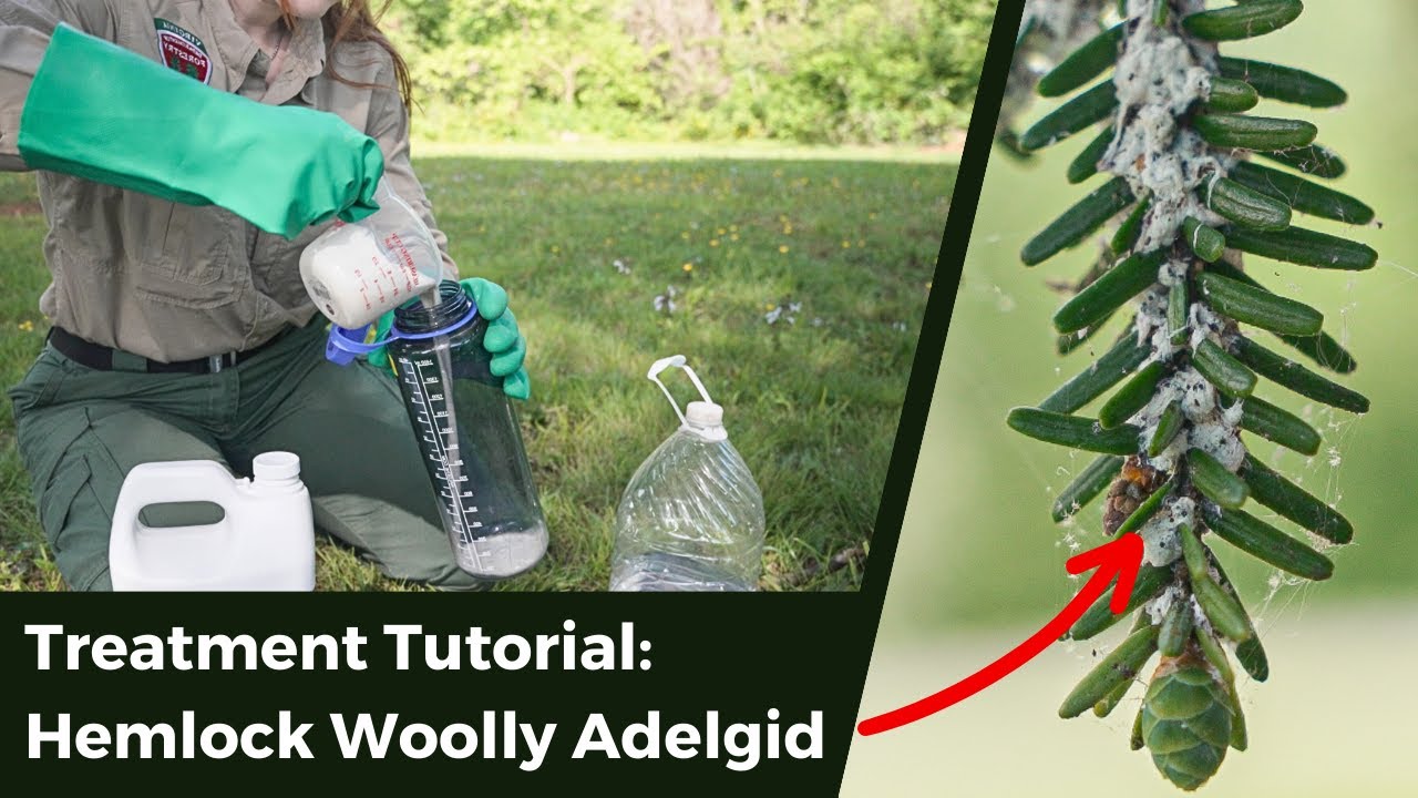 Soil Drench Treatment Tutorial for Hemlock Woolly Adelgid