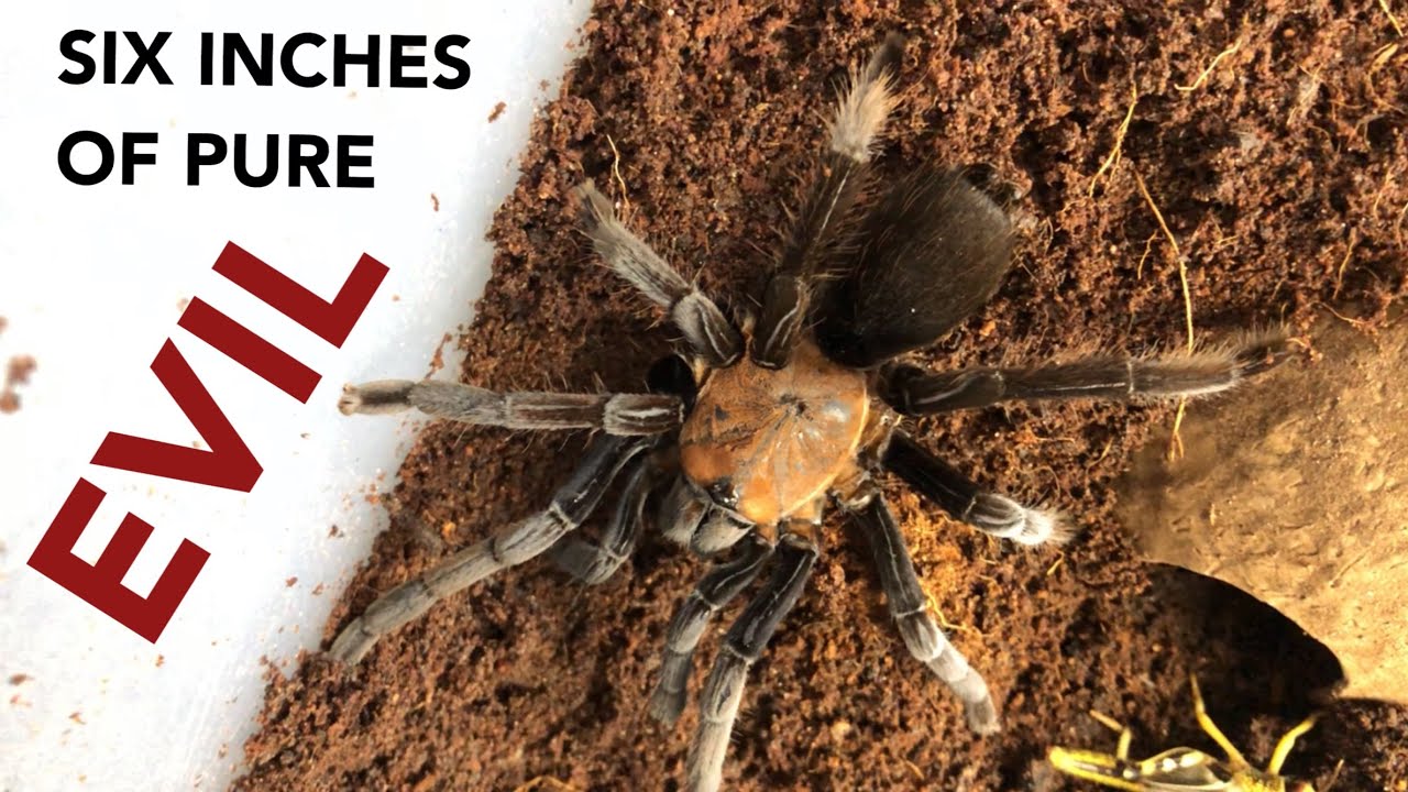 The Spider Shop UK - UNBOXING