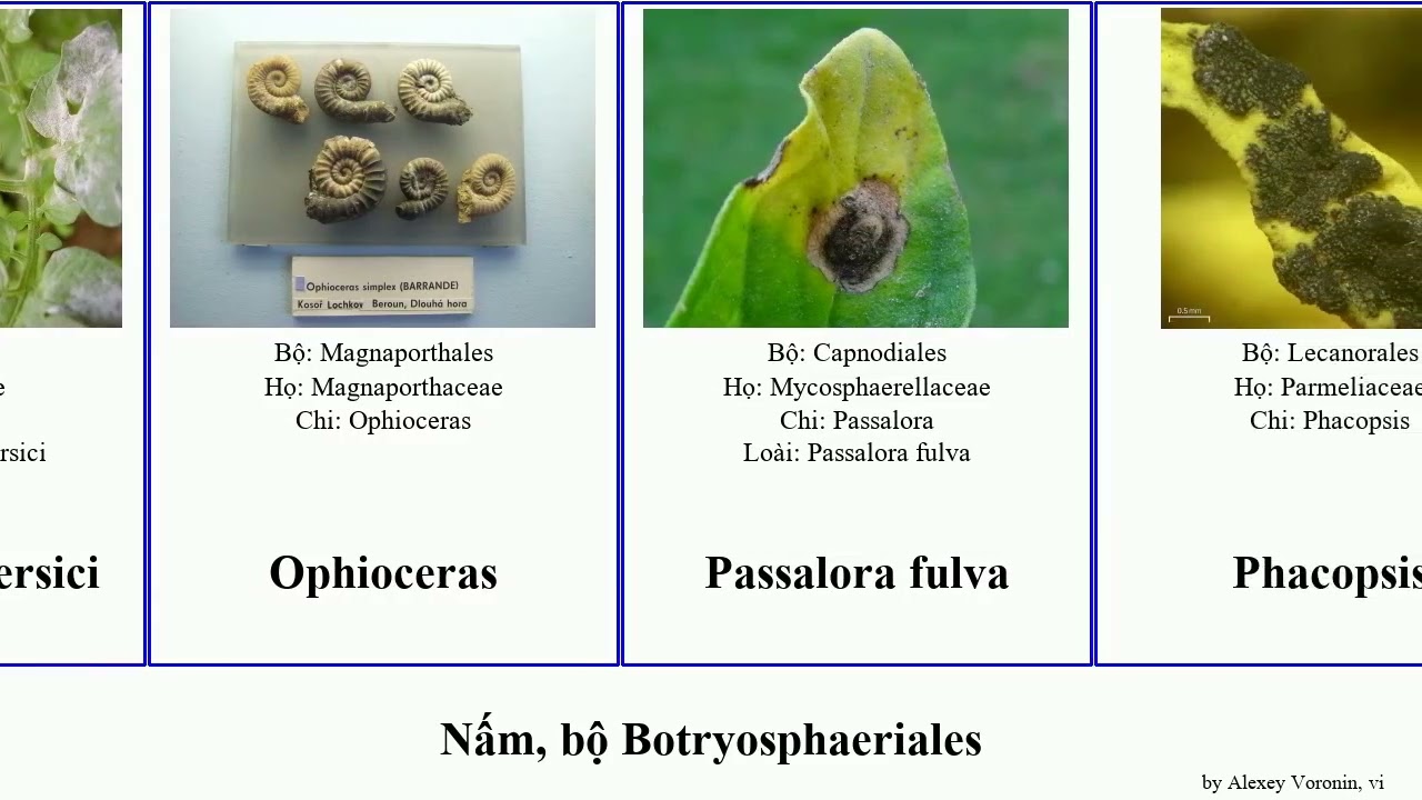 Nấm, bộ Botryosphaeriales lactarius var sect fungus badia rubra aestivum lupinus maculata fulva