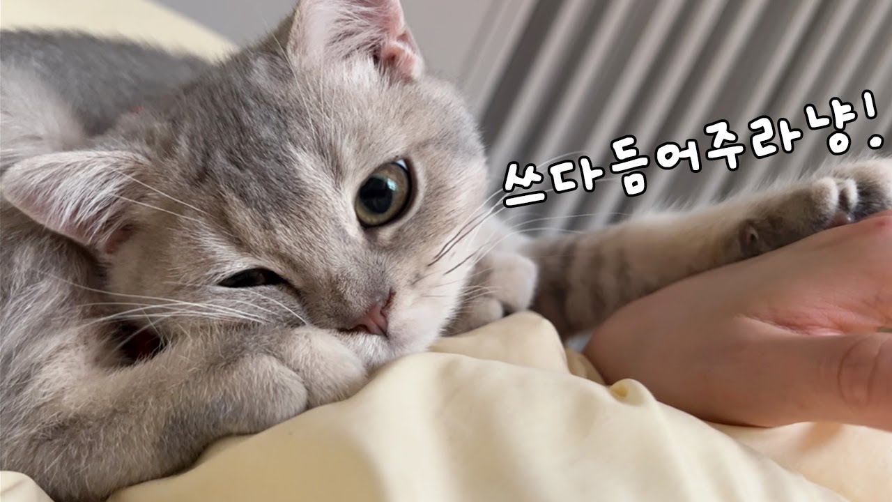 개냥이 애교폭발 모음.𝙯𝙞𝙥