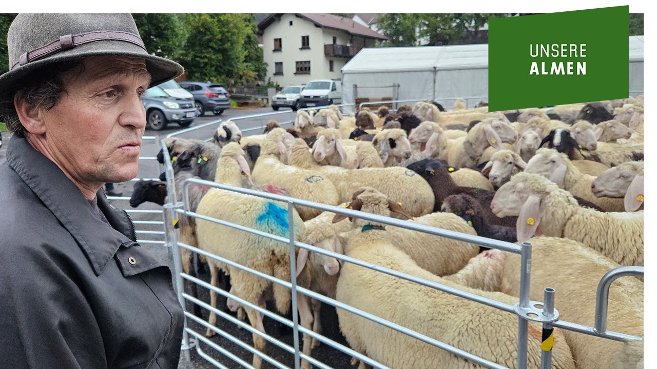 In Pfunds bringt Hirt Alois Marth seine Herdenschutz-Projektschafe ins Trockene