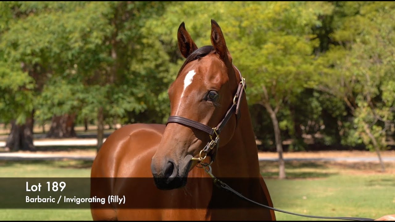 Lot 189 - Barbaric (AUS) / Invigorating (AUS)