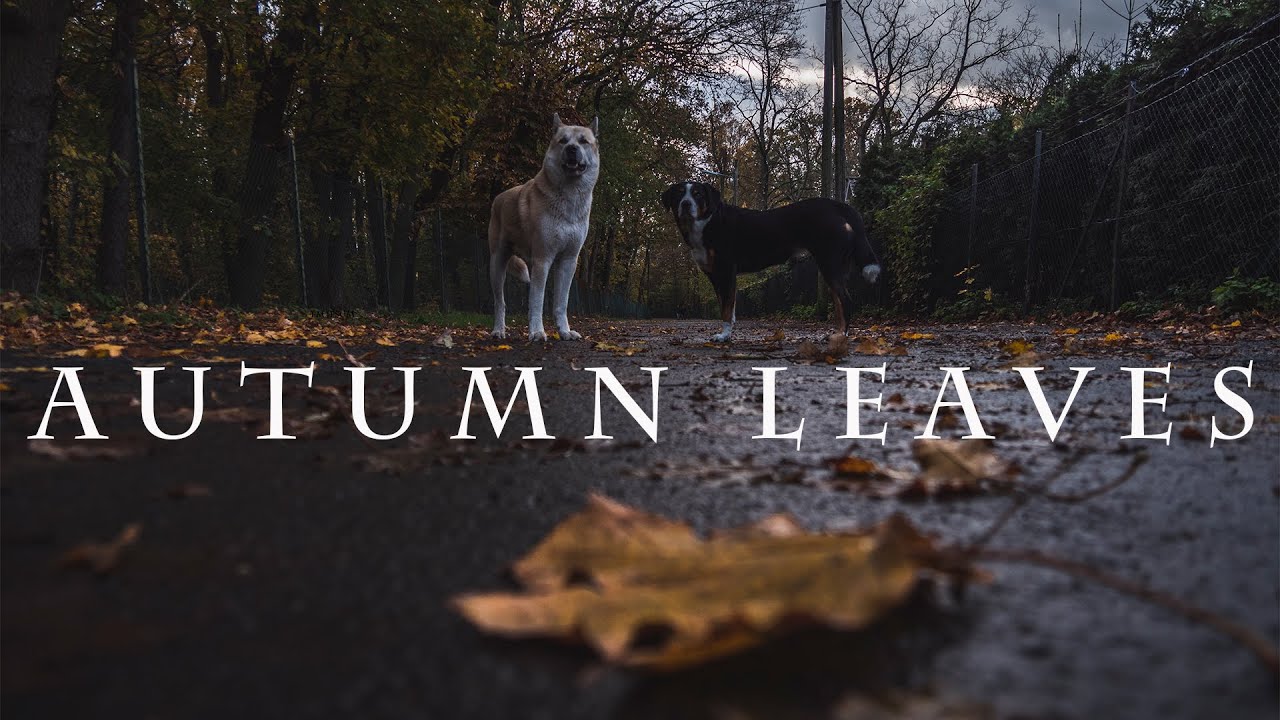 KODI, THE AKITA / AUTUMN LEAVES