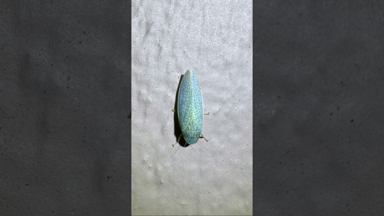 In love with leafhoppers!