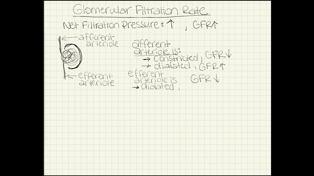 Factors Affecting GFR
