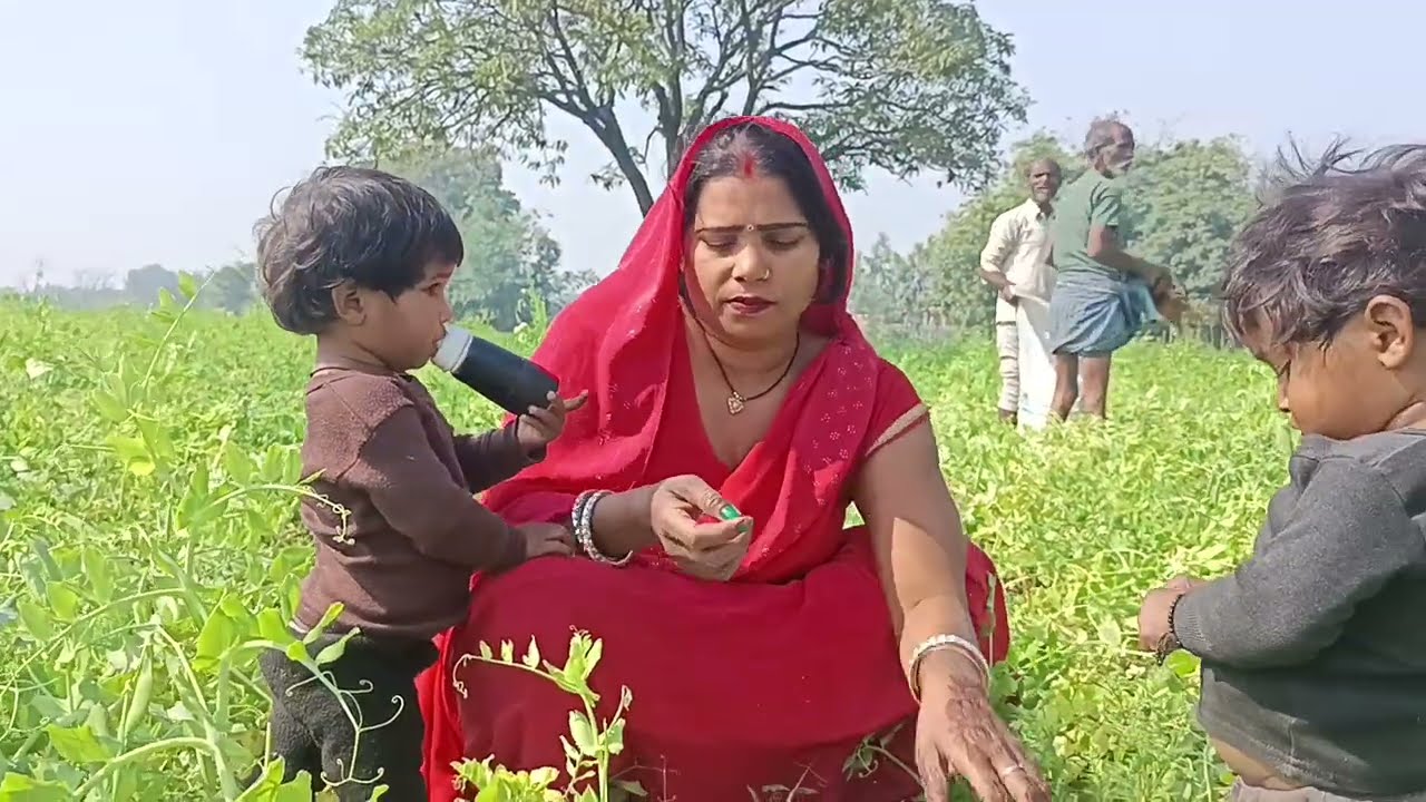 हमारे खेत में देखिए मटर की फली कितनी बड़ी बड़ी है