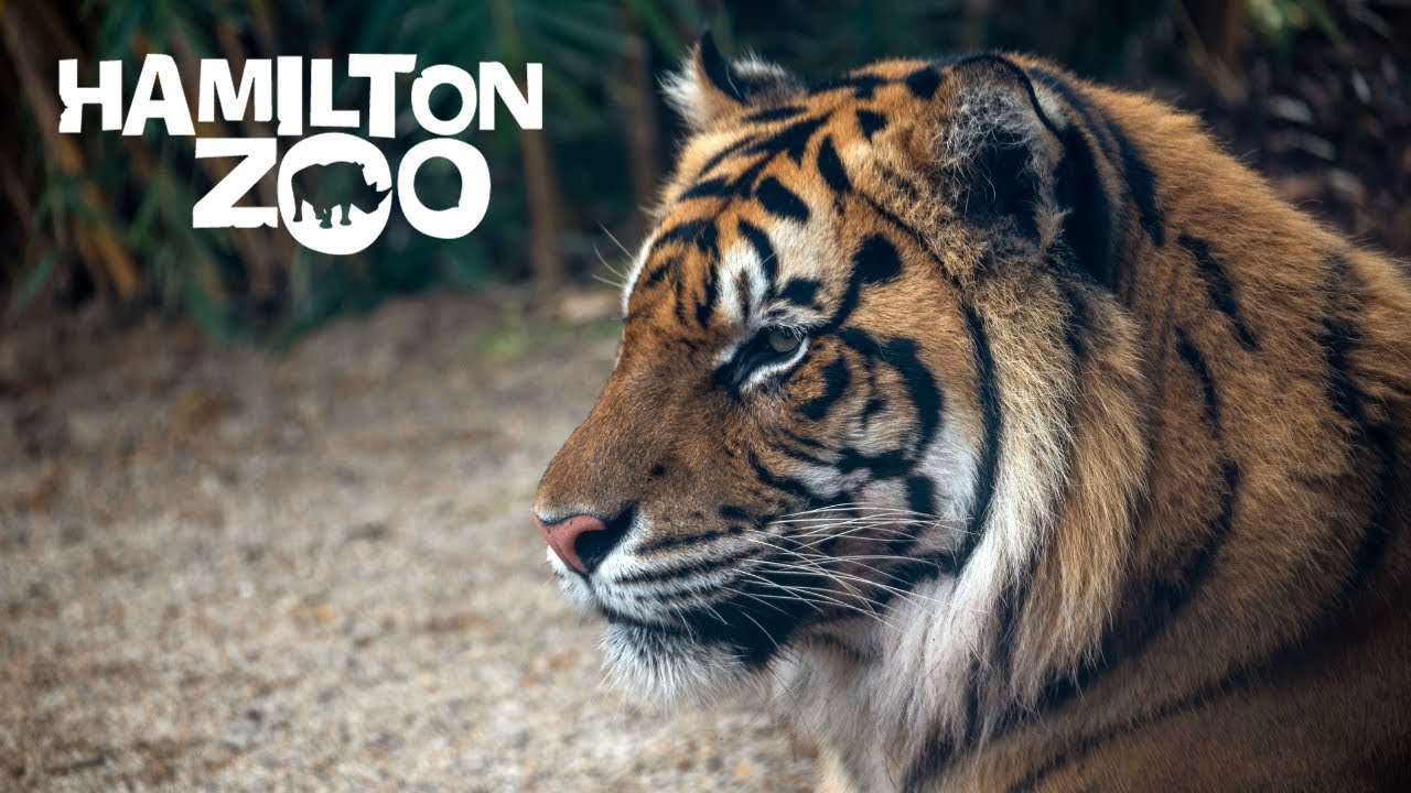 Welcome Scout! - Hamilton Zoo welcomes a male Sumatran Tiger
