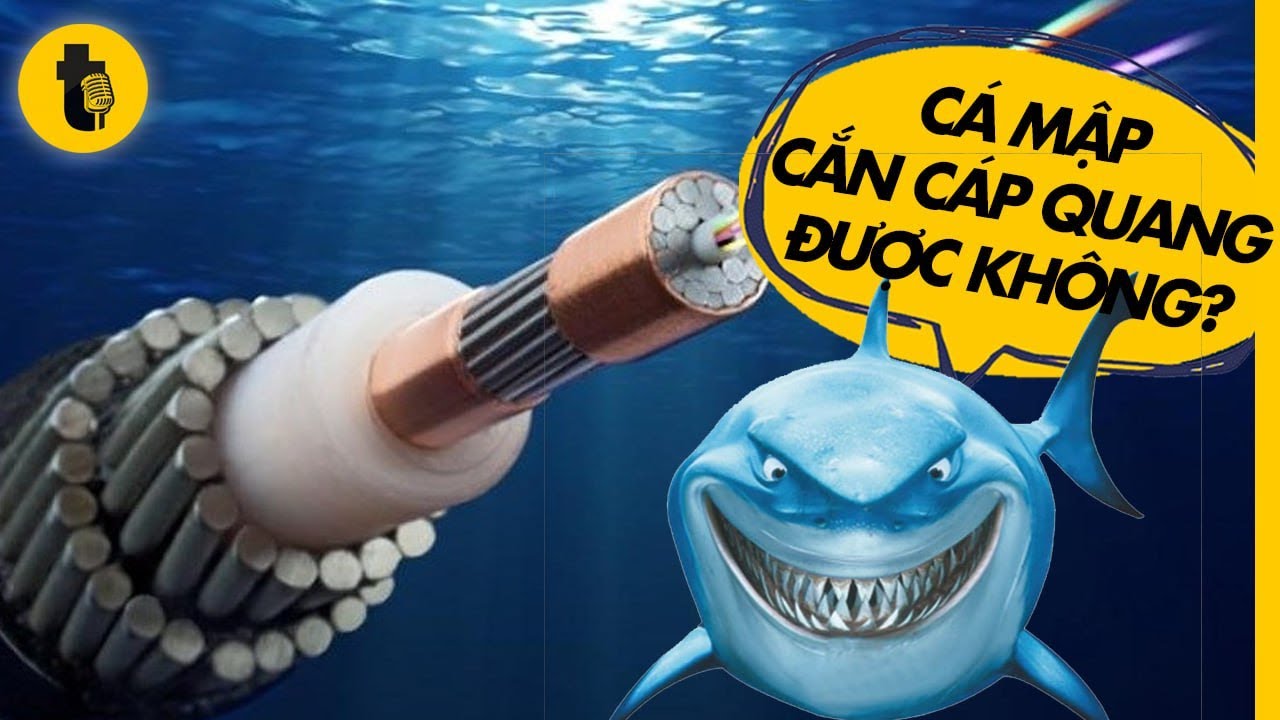 CÁP QUANG BIỂN ĐƯỢC NỐI NTN? CÁ MẬP CẮN ĐƯỢC KHÔNG?