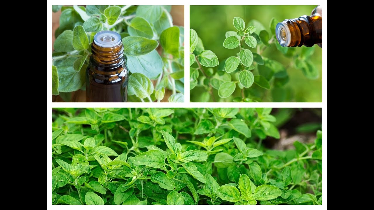 Mächtigstes natürliches Antibiotikum Oreganoöl