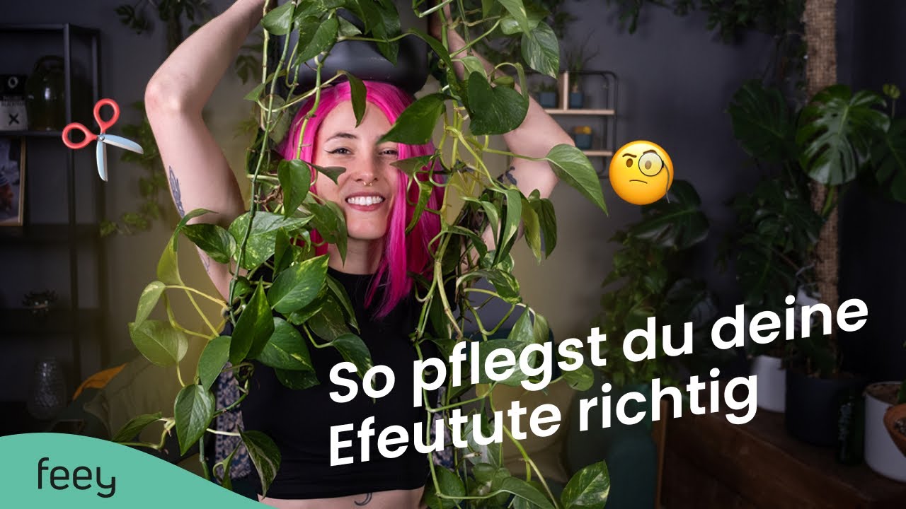 Efeutute richtig pflegen – der komplette Guide 🌱 | feey Pflanzenlexikon