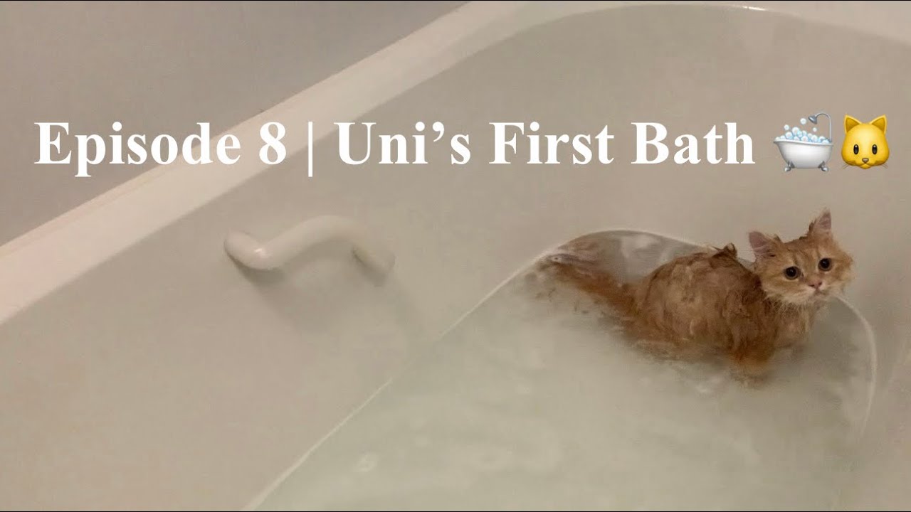 Episode 8 | Uni’s First Bath 🛁🐱