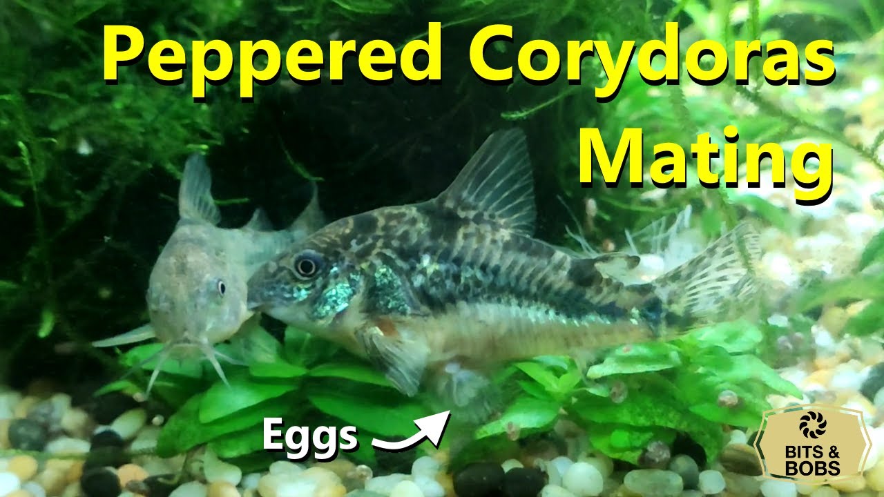 Peppered Corydoras Spawning