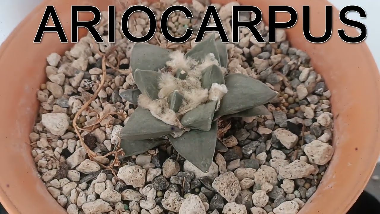 7 Ariocarpus de la NOM_059/ También mis favoritos