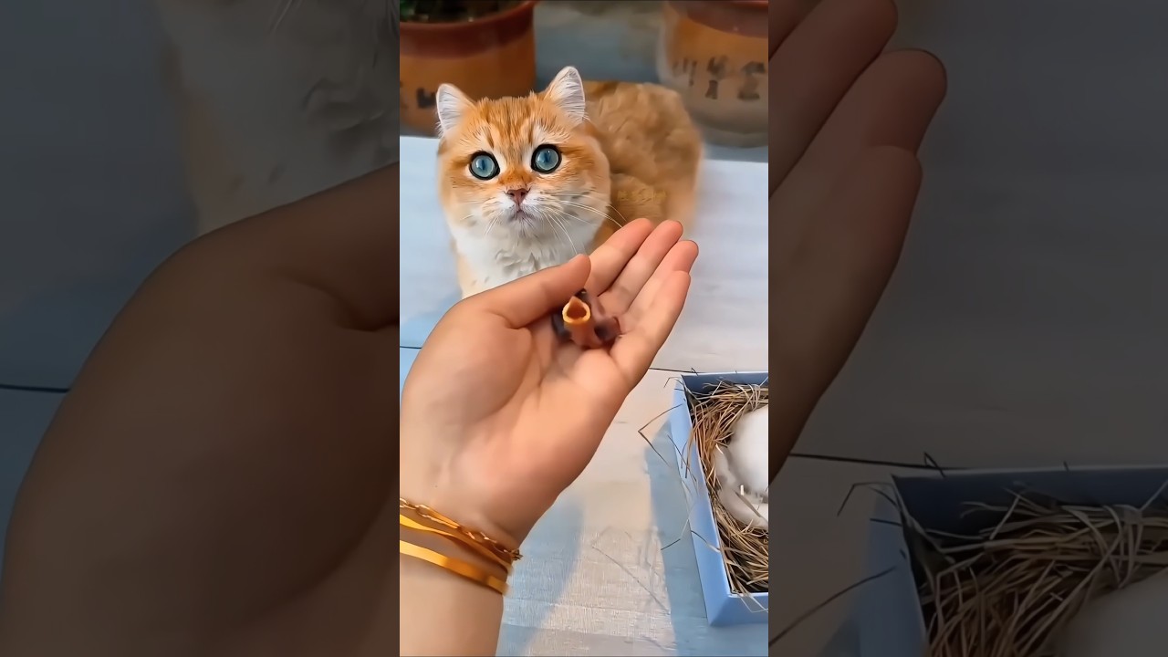 Kucing ini mencoba menyelamatkan anak burung yang terlantar 💕