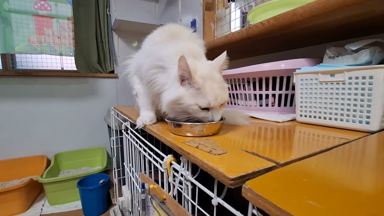 2026猫の誕生日　犬猫救済の輪シェルター６