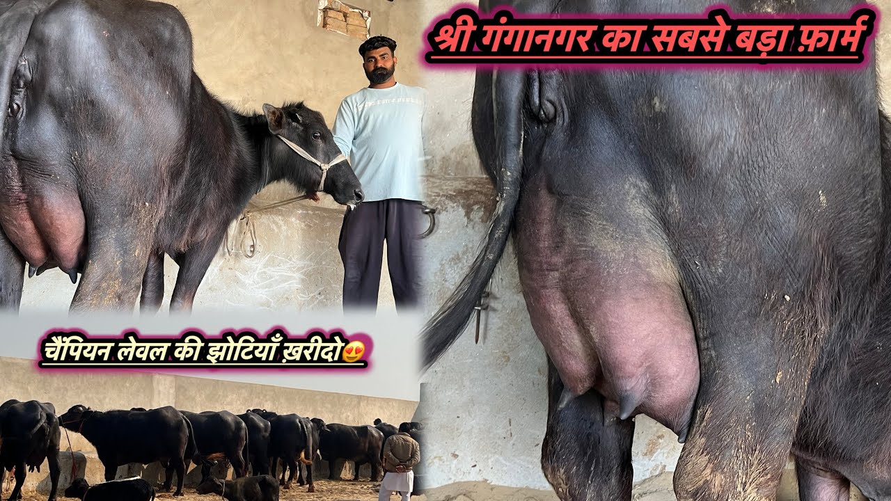 आज ख़रीदो शानदार चैंपियन लेवल🏆की झोटियाँ। श्री गंगानगर का सबसे बड़ा फ़ार्म😨।4 झोटियाँ बिकाऊ✅