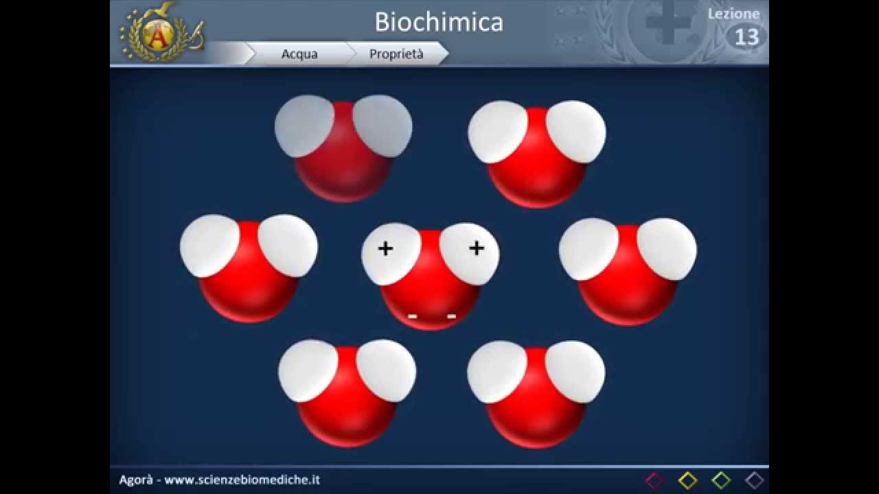 Biochimica strutturale - Acqua