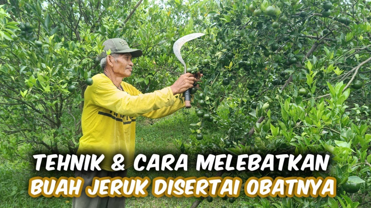 Tehnik Melebatkan Buah Jeruk Agar Lebat Banget Beserta Pupuk, Insektisida & Fungisidanya