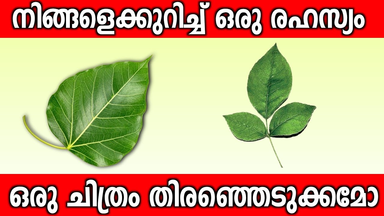 ഒരു ചിത്രം തൊട്ടാൽ നിങ്ങളുടെ രഹസ്യം അറിയാം... തൊട്ടുനോക്കൂ...