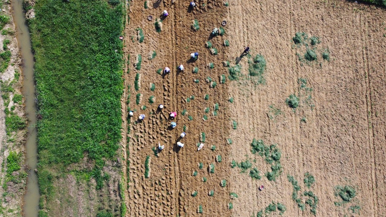 Harvesting Allium Chinense (Cu Kieu) in Asian Rural Areas / Countryside Lifestyle
