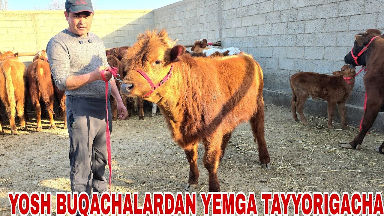 G'anisher akadan yangi partiya yosh buqachalardan yemga tayyorigacha udar buqalar 23-fevral, 2026