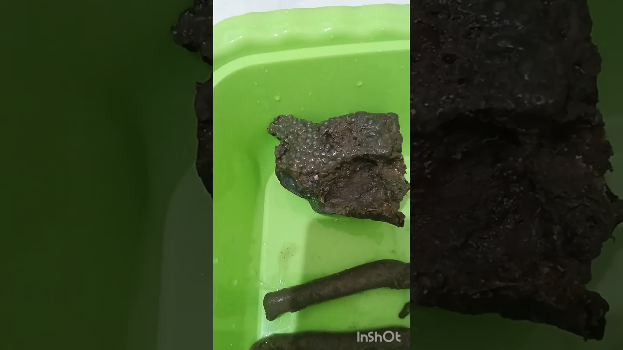 Berburu cacing koker/cacing kelapa