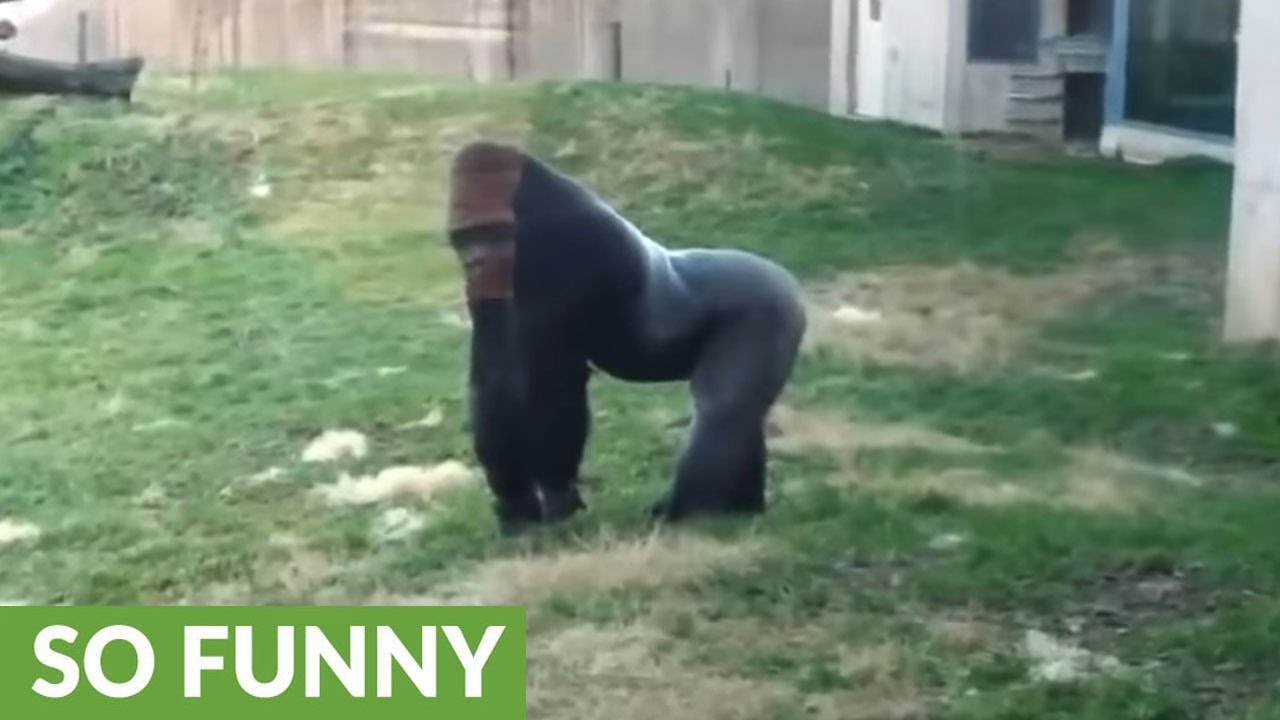 Gorilla runs upright like a human