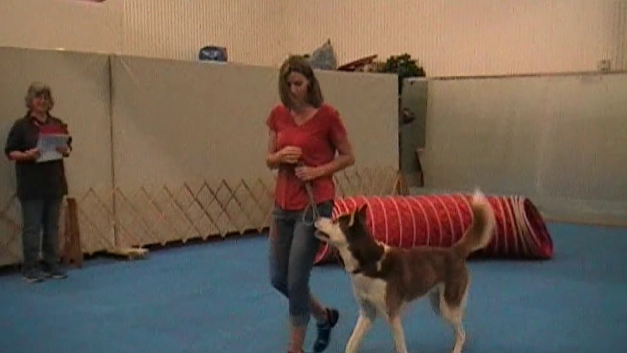 AKC Trick Dog Novice Test