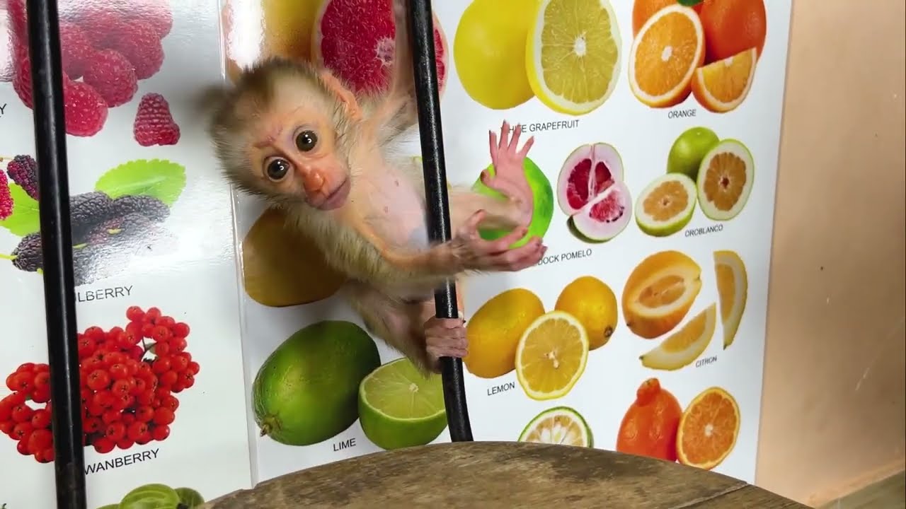 Baby Monkey Playtime | Adorable Monkey Fun 🥰