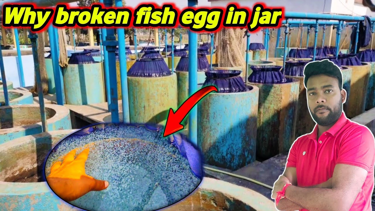 why broken fish egg in jar | cement fish tank setup | how to working fish jar system #fishinfo #eggs