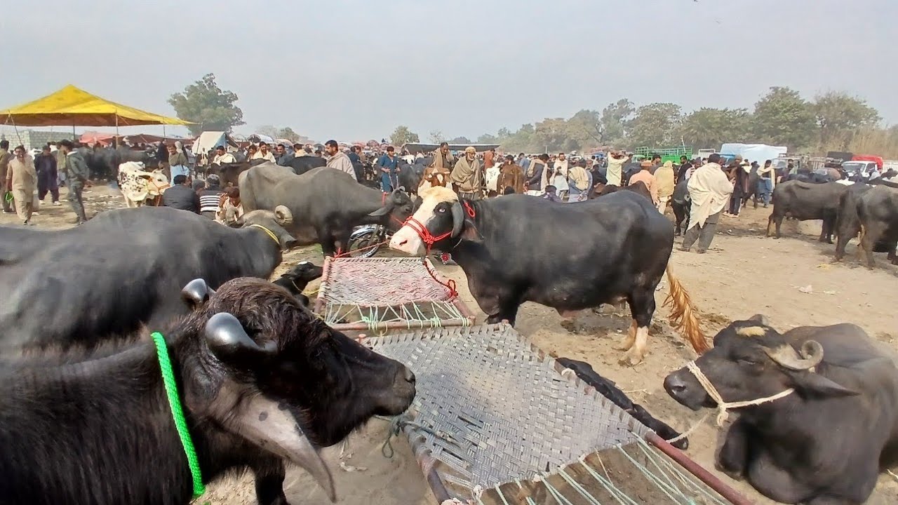 Gujarat Mandi Punjabivlog13l12l2025