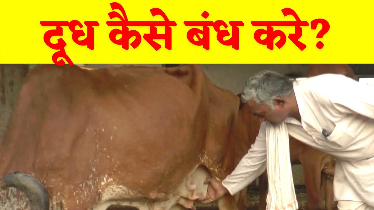 Drying Gir Cow Milk | How and When to dry | Benefits of Drying any milking cow or cattle