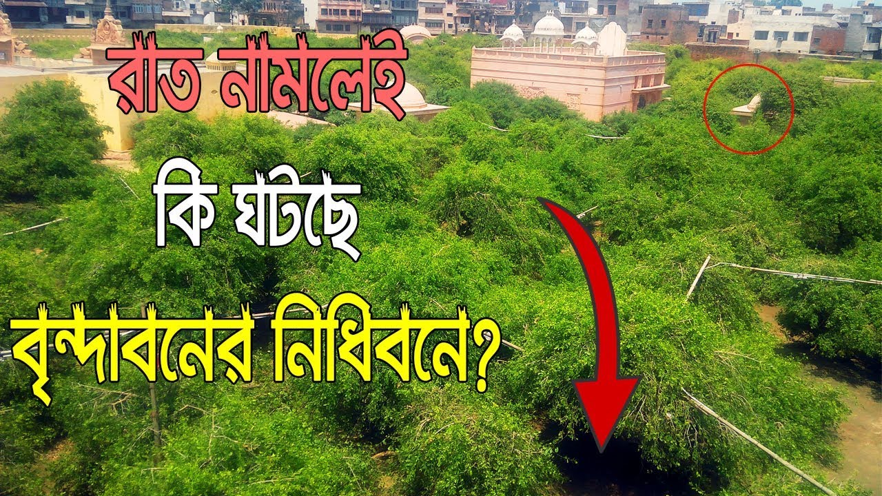 রাত নামলেই পাল্টে যায় রহস্যময় বৃন্দাবনের নিধিবন ||  Nidhivan Mystery of Vrindavan