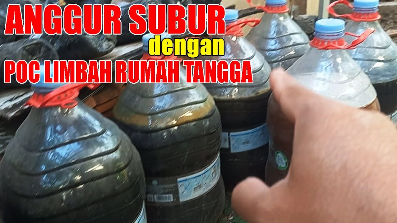 OLAH SENDIRI POC ORGANIK UNTUK ANGGUR   HASIL LUAR BIASA