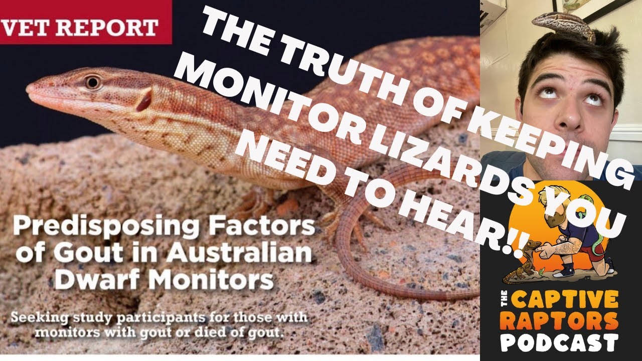 EVERYTHING ackie and dwarf monitors! the study of Gout in captive odatria, care, husbandry AND MORE!