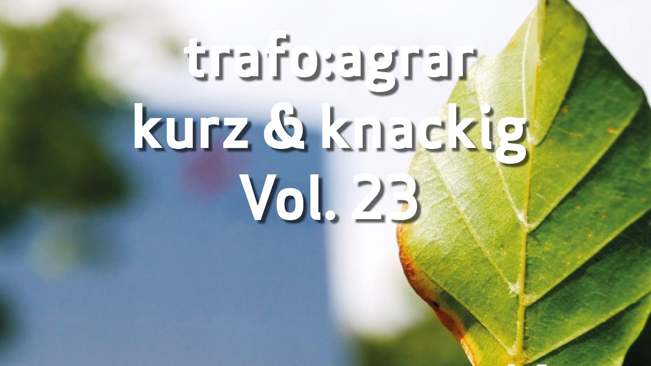 trafo:agrar kurz & knackig Vol. 23: Miscanthus – Anbau und Potenziale