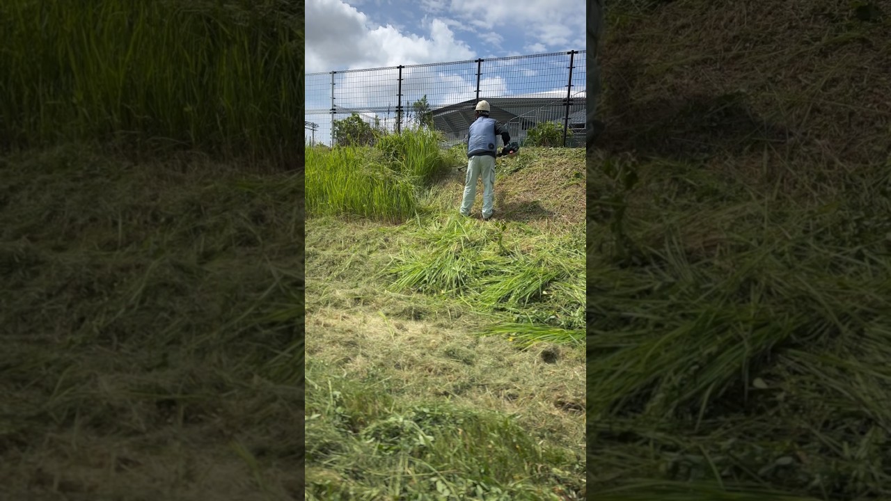 夏の草刈 法面 チガヤ 刈払機