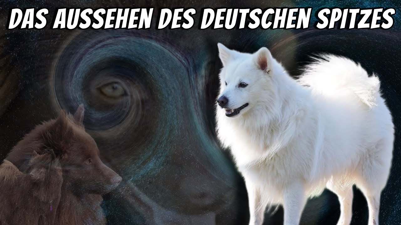 Warum der Spitz aussieht, wie er aussieht ‼💯