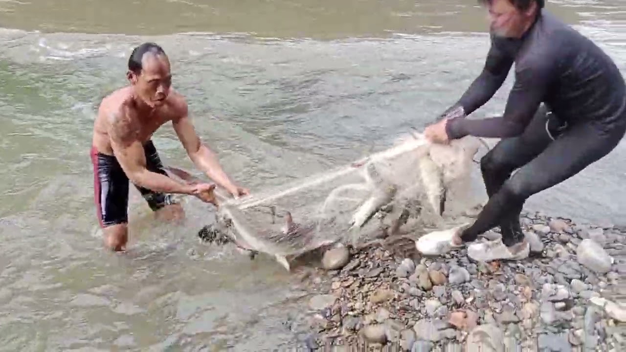 menjala di pinggir sungai bahau dapat patin 15 kg