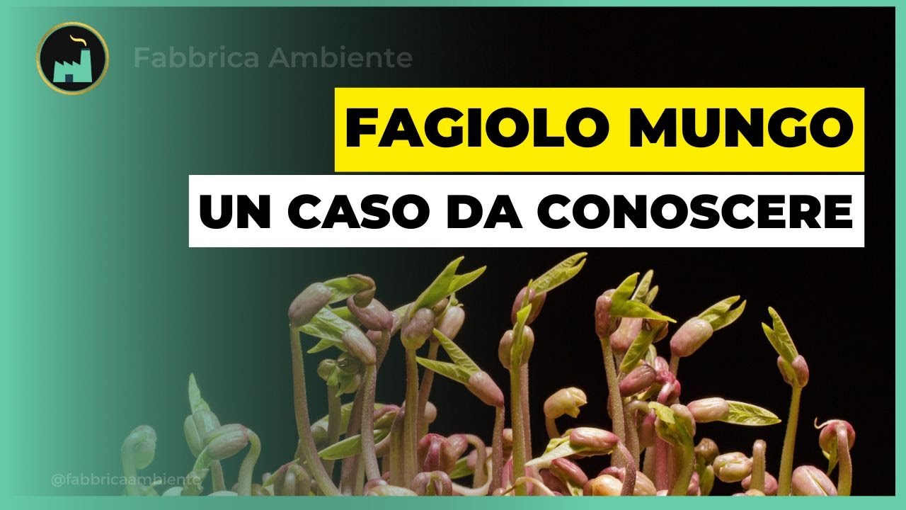 Fagiolo Mungo: Un Grande Esempio Di Successo Per Un'Agricoltura (Davvero) Sostenibile