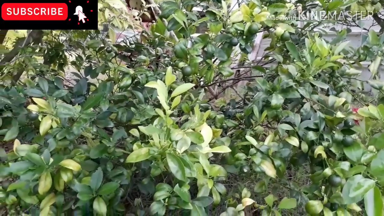 My Backyard Garden Tour- No talking